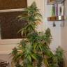 мощные семена конопли White Satin regular Mandala Seeds