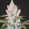 Auto Cookies feminised Ganja Seeds