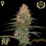 семена конопли для посадки купить Silver Kush feminised Reserva Privada