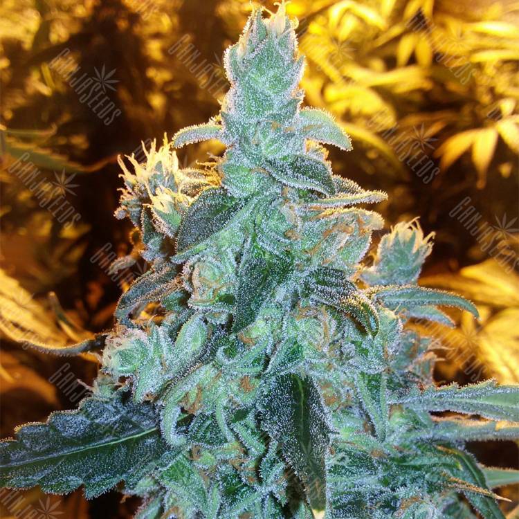 семена конопли курьером Silver Kush feminised Reserva Privada