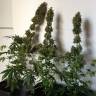 семена конопли для курения Silver Kush feminised Reserva Privada