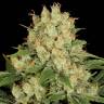 заказать качественные семена конопли AK-47 regular Serious Seeds
