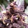 Семена конопли Auto Devil Cream feminised GanjaLiveSeeds