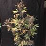 Семена каннабиса Auto Devil Cream feminised GanjaLiveSeeds