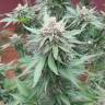 семена конопли курьером Lemon Skunk feminised семена конопли курьером Lemon Skunk feminised