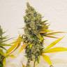 семена конопли для курения Lemon Skunk feminised семена конопли для курения Lemon Skunk feminised