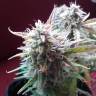 семена конопли в оригинальных упаковках Auto Blueberry Bliss feminised