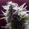 семена конопли недорого Auto Blueberry Bliss feminised
