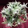 заказ семян конопли Auto Blueberry Bliss feminised