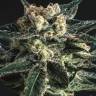 семена конопли Россия AK Skunk feminised