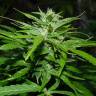 заказать качественные семена конопли Auto Tengiz feminised Bang Seeds