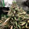 семена конопли автоцвет Auto Malana Bomb feminised Barneys Farm семена конопли автоцвет Auto Malana Bomb feminised Barneys Farm