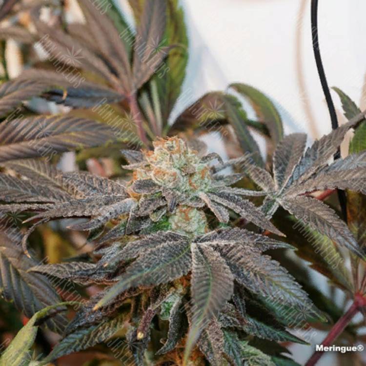 заказать качественные семена конопли Meringue feminised Dutch Passion Seeds заказать качественные семена конопли Meringue feminised Dutch Passion Seeds