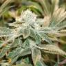 хорошие семена конопли Meringue feminised Dutch Passion Seeds хорошие семена конопли Meringue feminised Dutch Passion Seeds