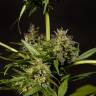 конопля семена сорта заказать Sweet Love feminised Philosopher Seeds конопля семена сорта заказать Sweet Love feminised Philosopher Seeds