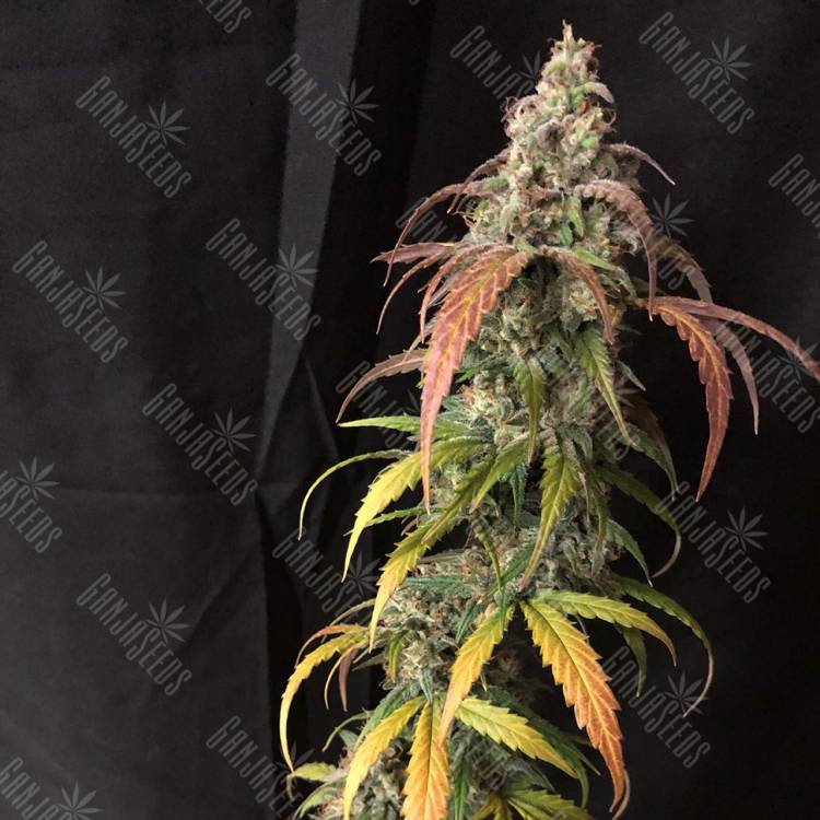 заказ семян конопли Москва Auto Black Jack regular