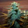 семена конопли почтой Auto AK Skunk regular