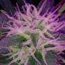 семена конопли курьером Auto Blue Amnesia feminised