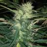 семена индийской конопли Auto Blue Amnesia feminised