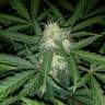 заказ семян конопли Москва Auto Blue Amnesia feminised