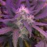 заказ семян конопли Спб Auto Blue Amnesia feminised