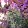 семена конопли Россия Auto Blue Amnesia feminised