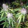 семена конопли для посадки купить Auto Blue Amnesia feminised