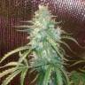 семена конопли курьером Auto Blue Amnesia feminised