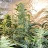 семена конопли сорта сатива Auto Blue Amnesia feminised