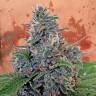 семена конопли для курения Auto Blue Amnesia feminised