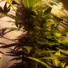 White Widow feminised Dinafem Seeds