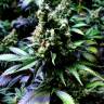 семена сортовой конопли Auto NYC Diesel feminised Barneys Farm семена сортовой конопли Auto NYC Diesel feminised Barneys Farm