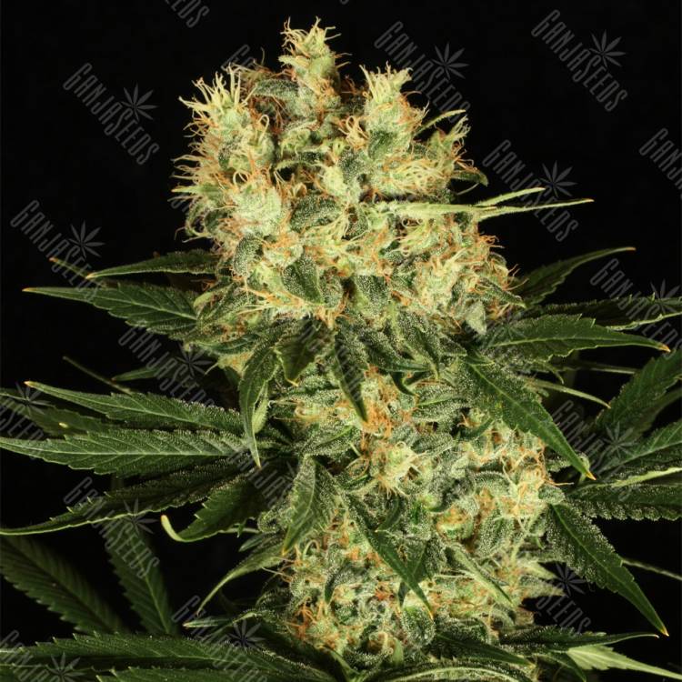 заказ семян конопли Москва Ortega Indica feminised Dutch Passion Seeds