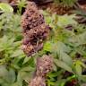 семена конопли в оригинальных упаковках Cookies Haze feminised Kannabia Seeds семена конопли в оригинальных упаковках Cookies Haze feminised Kannabia Seeds