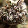 Качественные семена конопли Auto Killer Kush feminised GanjaLiveSeeds