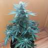 качественные семена конопли Auto Big Bang regular