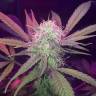 семена конопли недорого Auto Lemon Haze feminised