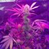 купить семена конопли Auto Lemon Haze feminised