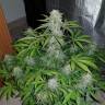 заказ семян конопли Auto Lemon Haze feminised