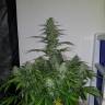 где заказать семена конопли Auto Lemon Haze feminised