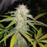 семена конопли наложенным платежом Auto Lemon Haze feminised