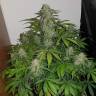 заказать качественные семена конопли Auto Lemon Haze feminised