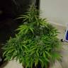 заказать на сайте семена конопли Auto Lemon Haze feminised