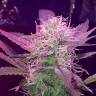 конопля семена сорта заказать Auto Lemon Haze feminised