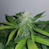 семена культурной конопли купить Auto Lemon Haze feminised