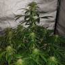 семена конопли для посадки купить Auto Lemon Haze feminised