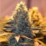 доставка семян конопли New York Diesel CBD feminised