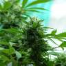 семена конопли индика Auto Turgai feminised Bang Seeds