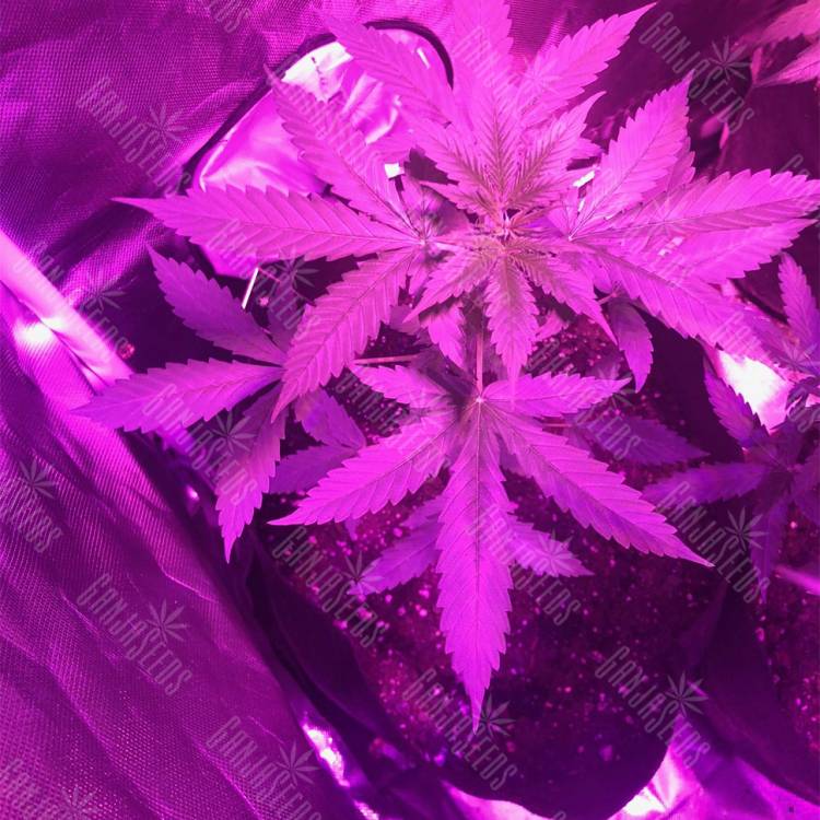 семена конопли в оригинальных упаковках Auto Pineapple Express feminised Barneys Farm