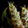 семена конопли Москва Skywalker feminised Dutch Passion Seeds